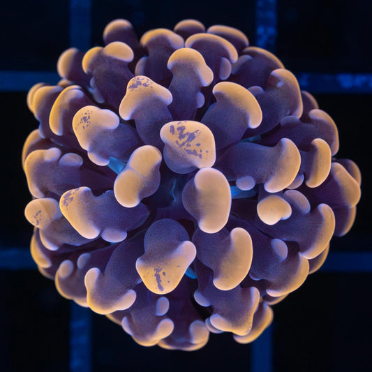 orange branching hammer coral