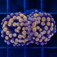 Round Tip Orange Hammer Coral 2 Heads