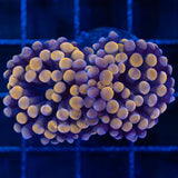 Round Tip Orange Hammer Coral 2 Heads