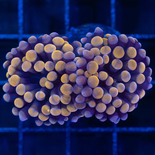 2 Polyps Tank Grown Orange Branching Hammer