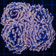 4 Heads Large Head Orange Hammer Coral