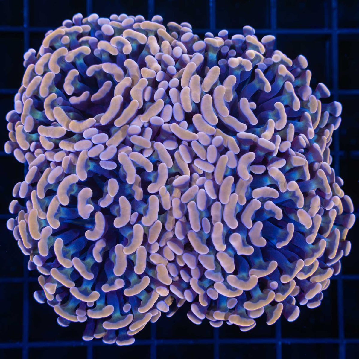 4 Heads Large Head Orange Hammer Coral