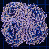4 Heads Large Head Orange Hammer Coral