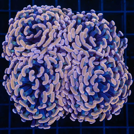 4 Heads Large Head Orange Hammer Coral