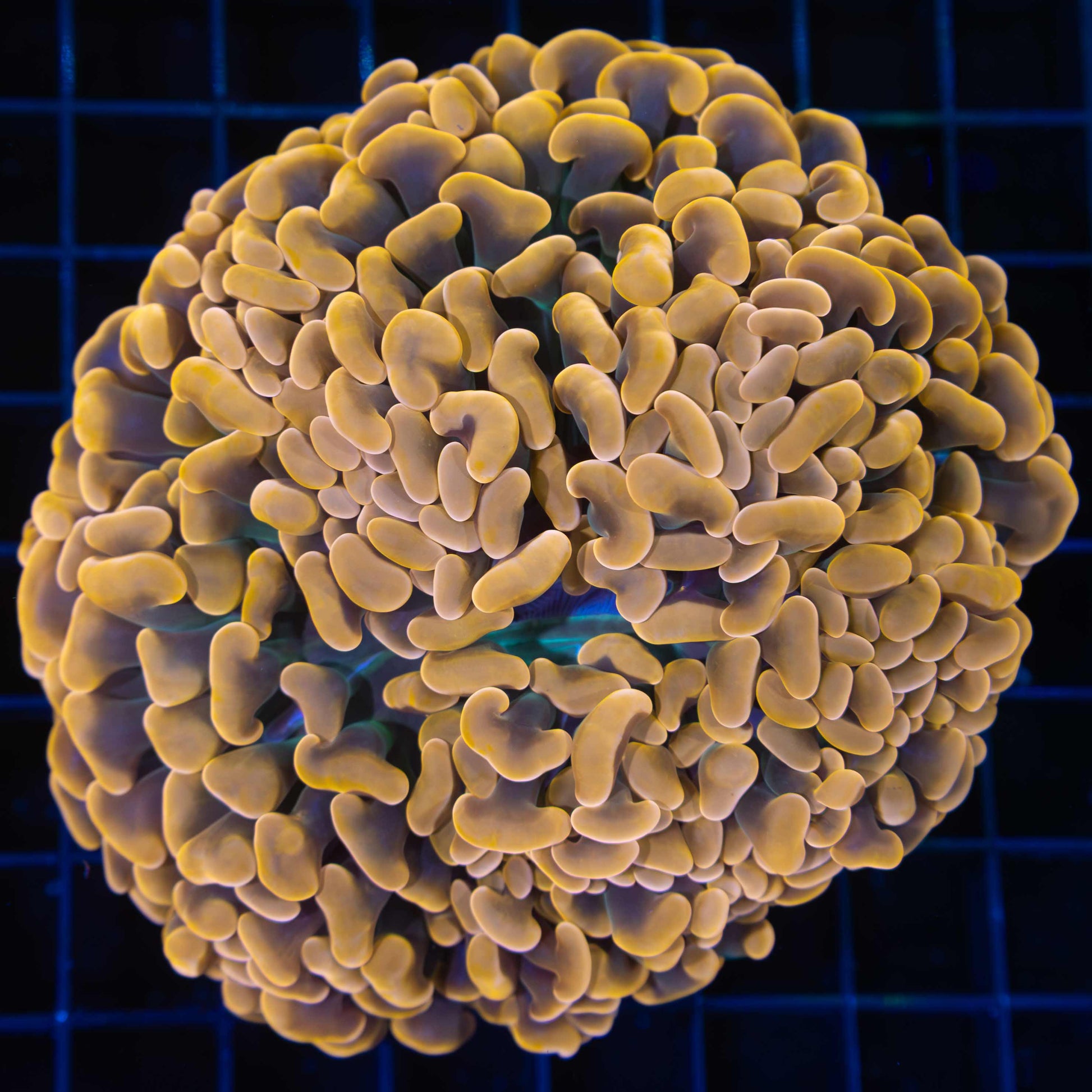 Large Orange Green Center Hammer Coral