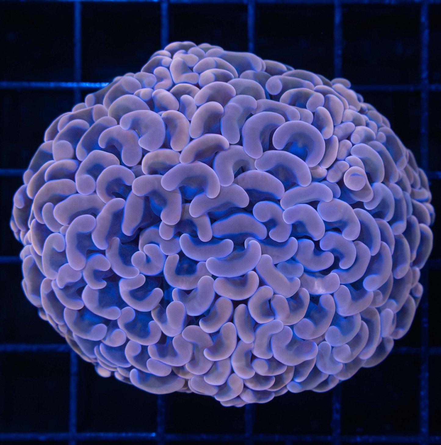 Large Orange Hammer Coral