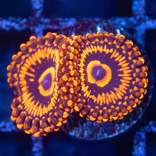 Orange Maul Zoa 2P