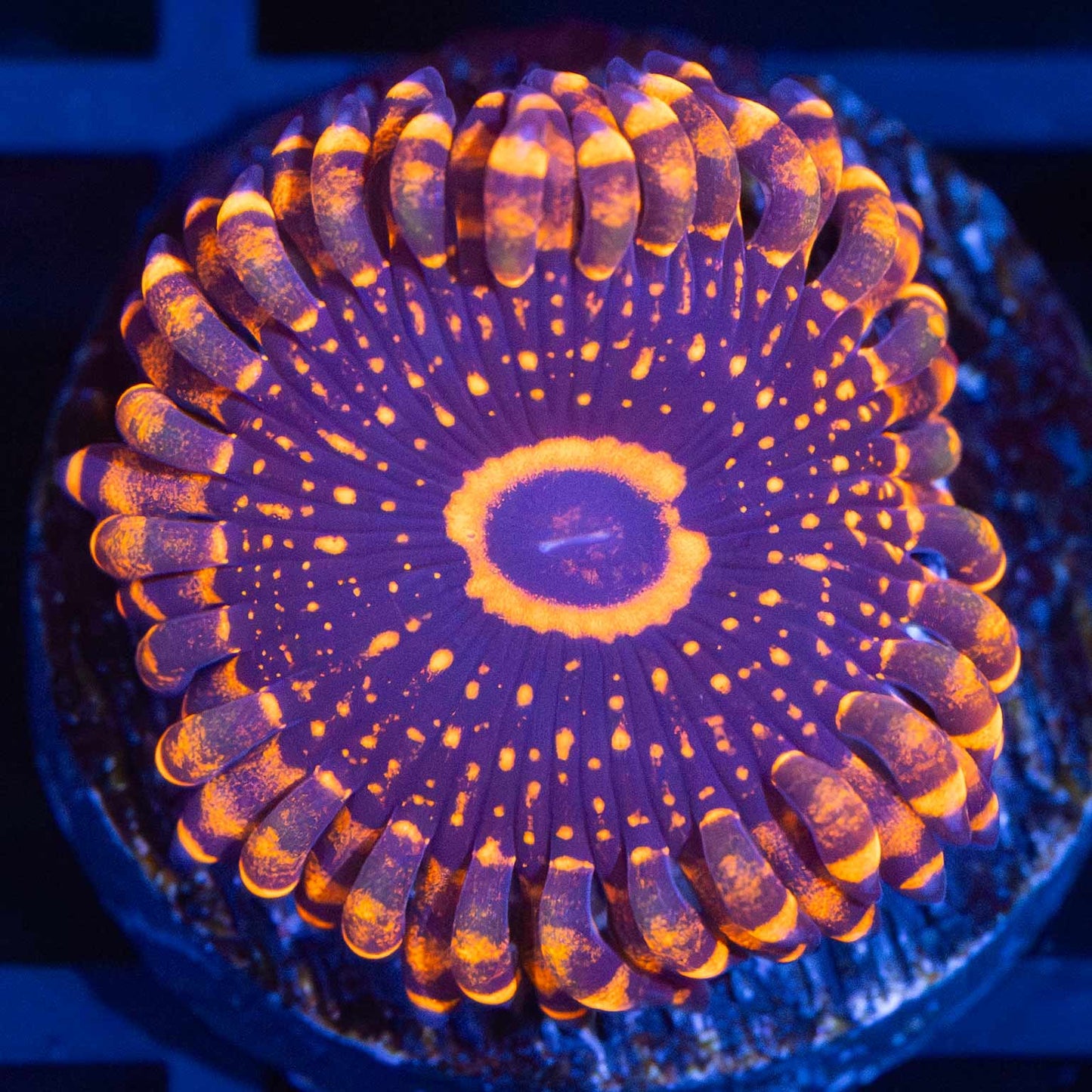 Orange Maul Zoa