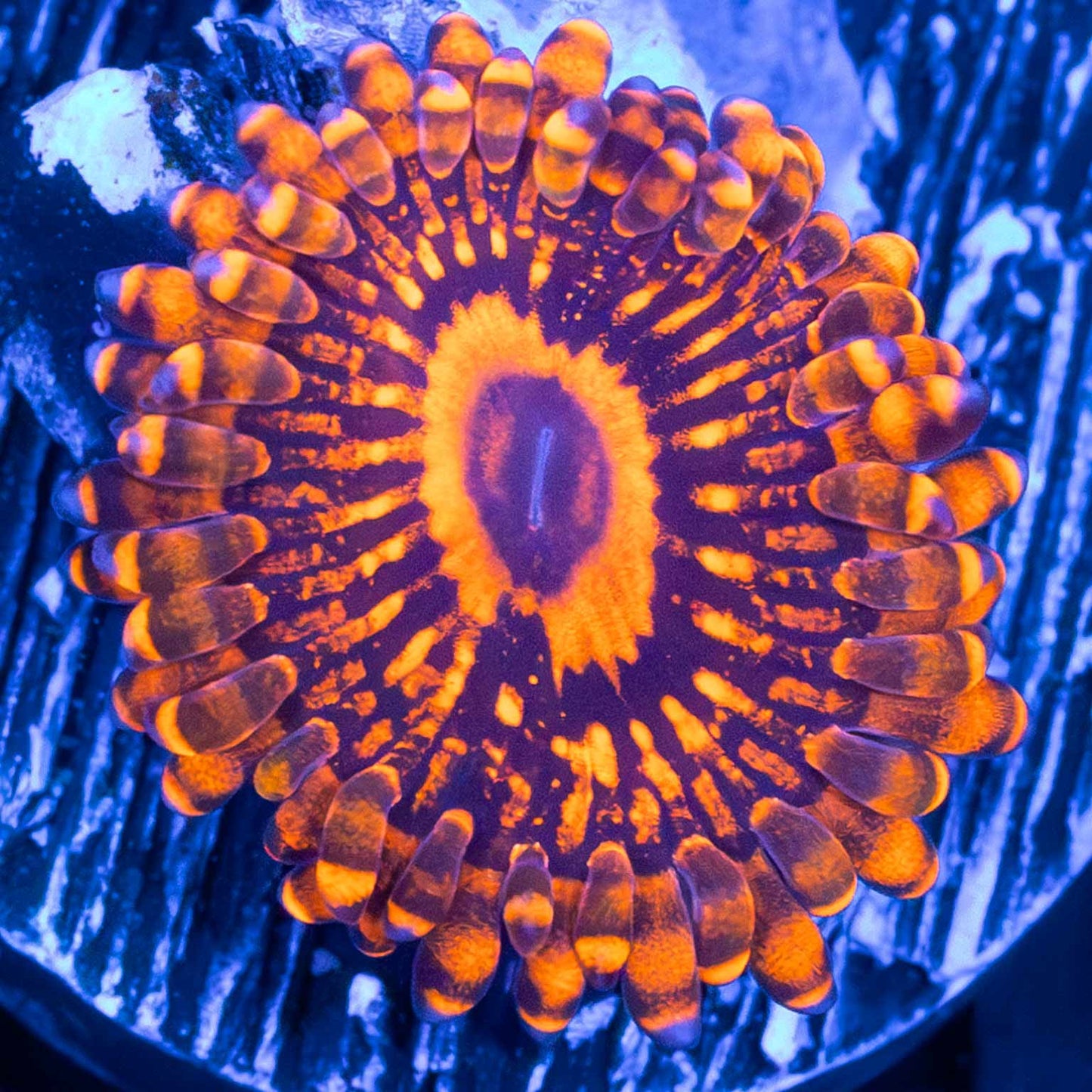 Orange Maul Zoa