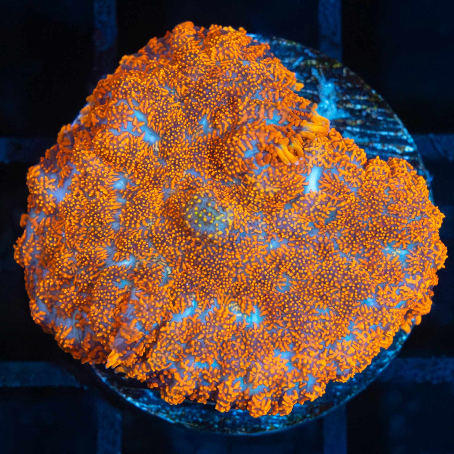 Orange Rhodactis