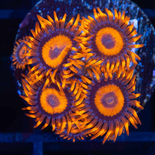 Orange Oxide Zoa