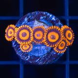 Orange Oxide Zoa