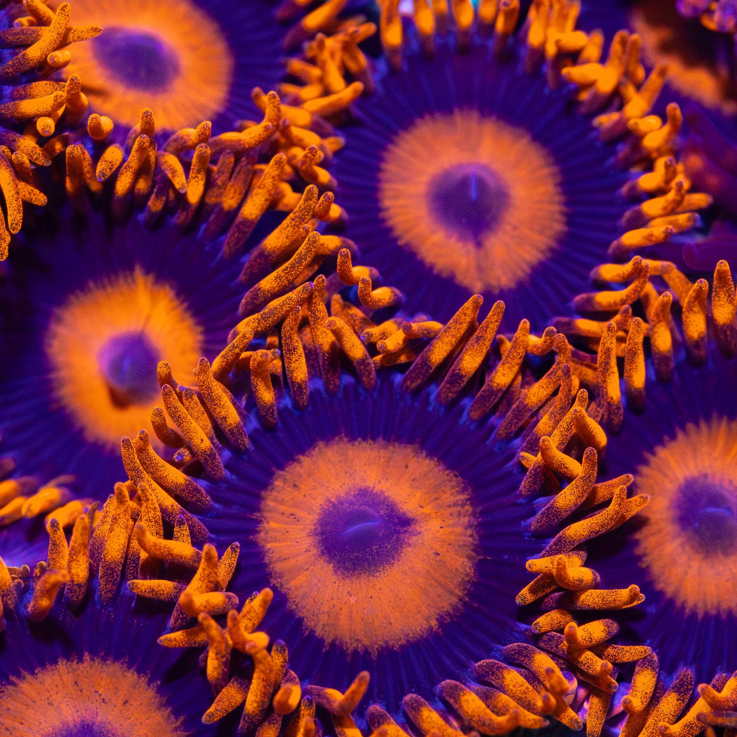 Orange Oxide Zoa – Lucky Corals