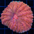 Peach Cynarina 3"