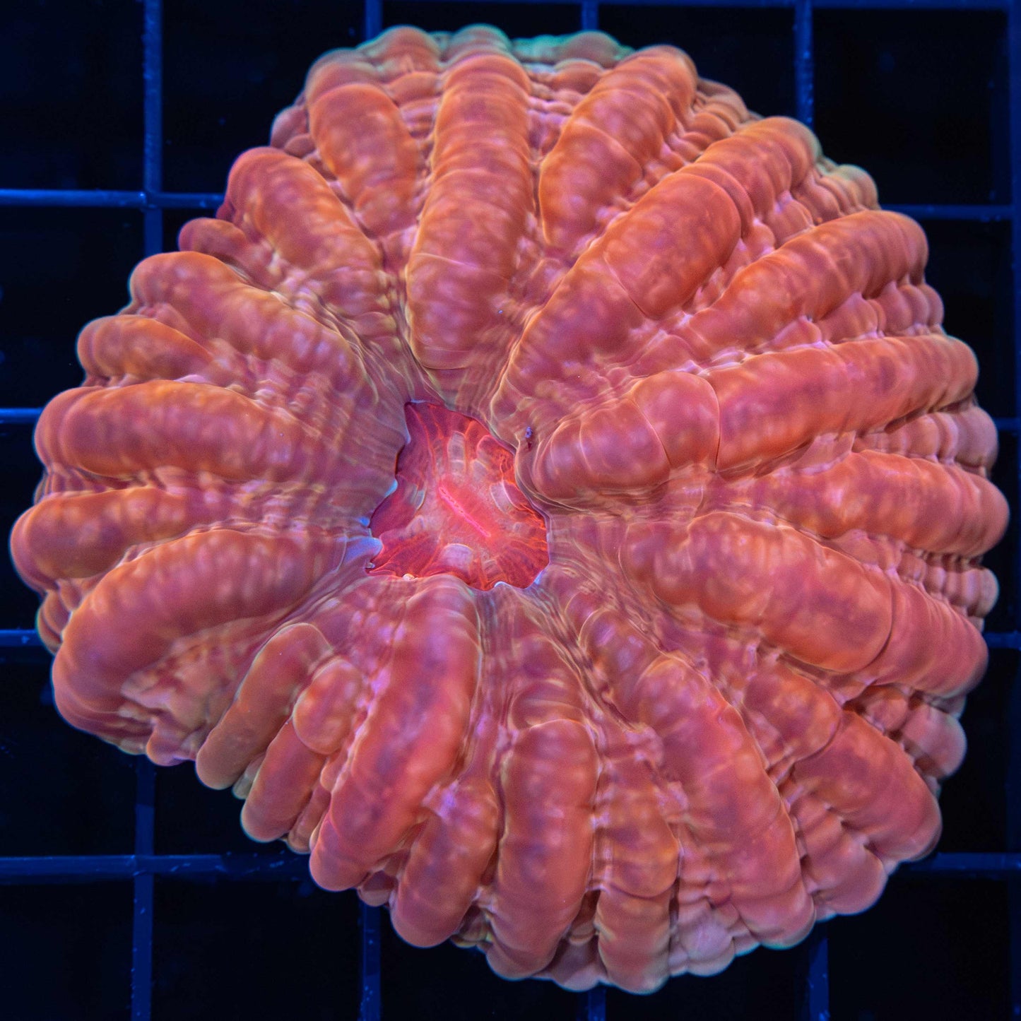 Peach Cynarina 3"