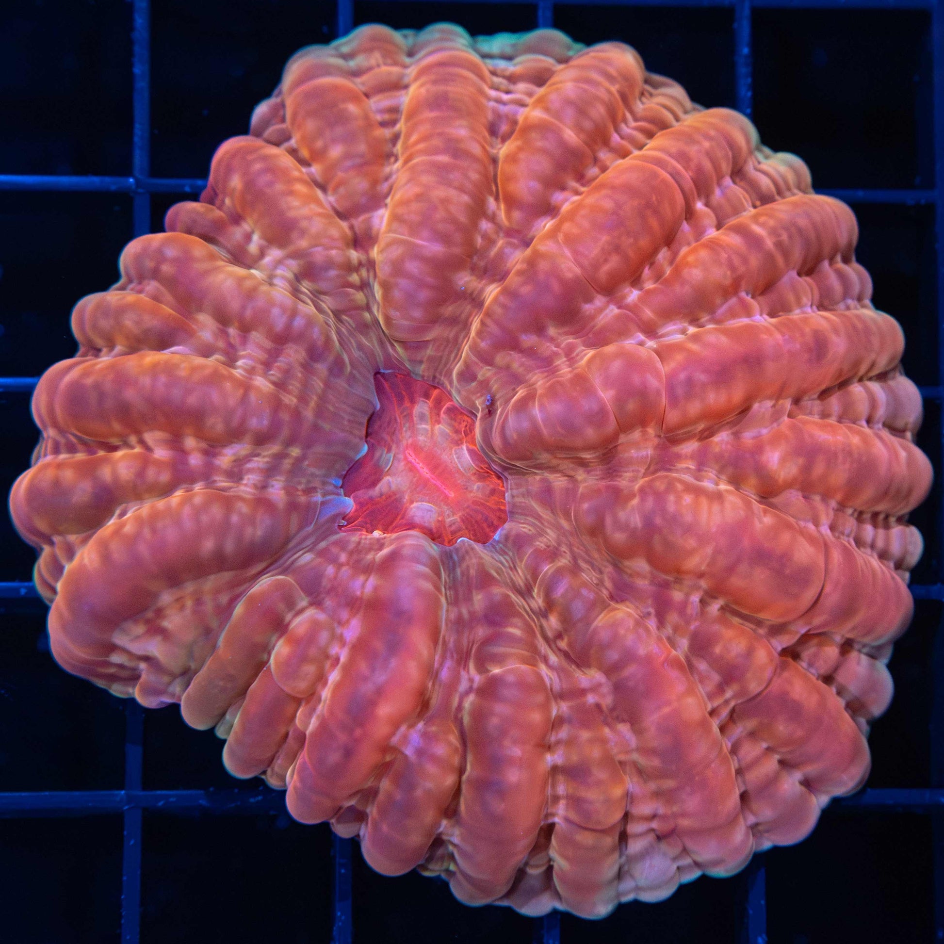 Peach Cynarina 3"