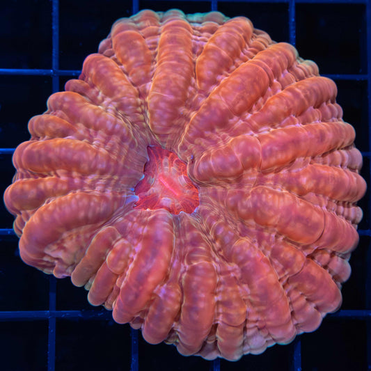 Peach Cynarina 3"