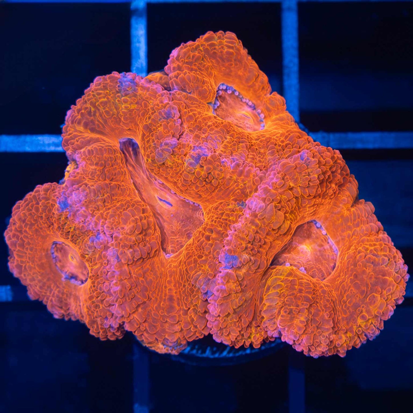 Orange Pink Blue Acan