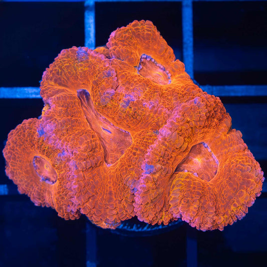 Orange Pink Blue Acan