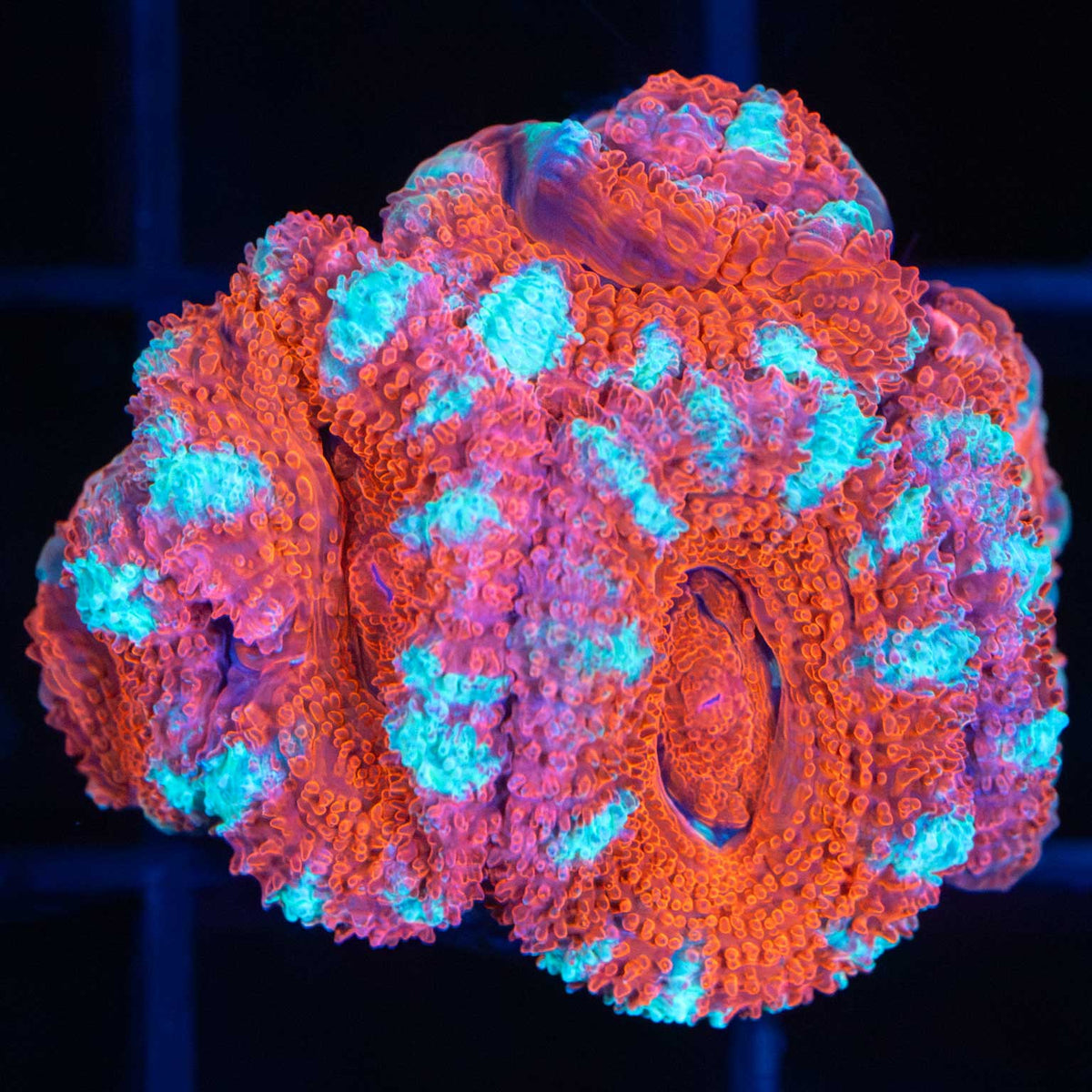 Pink Acan Coral
