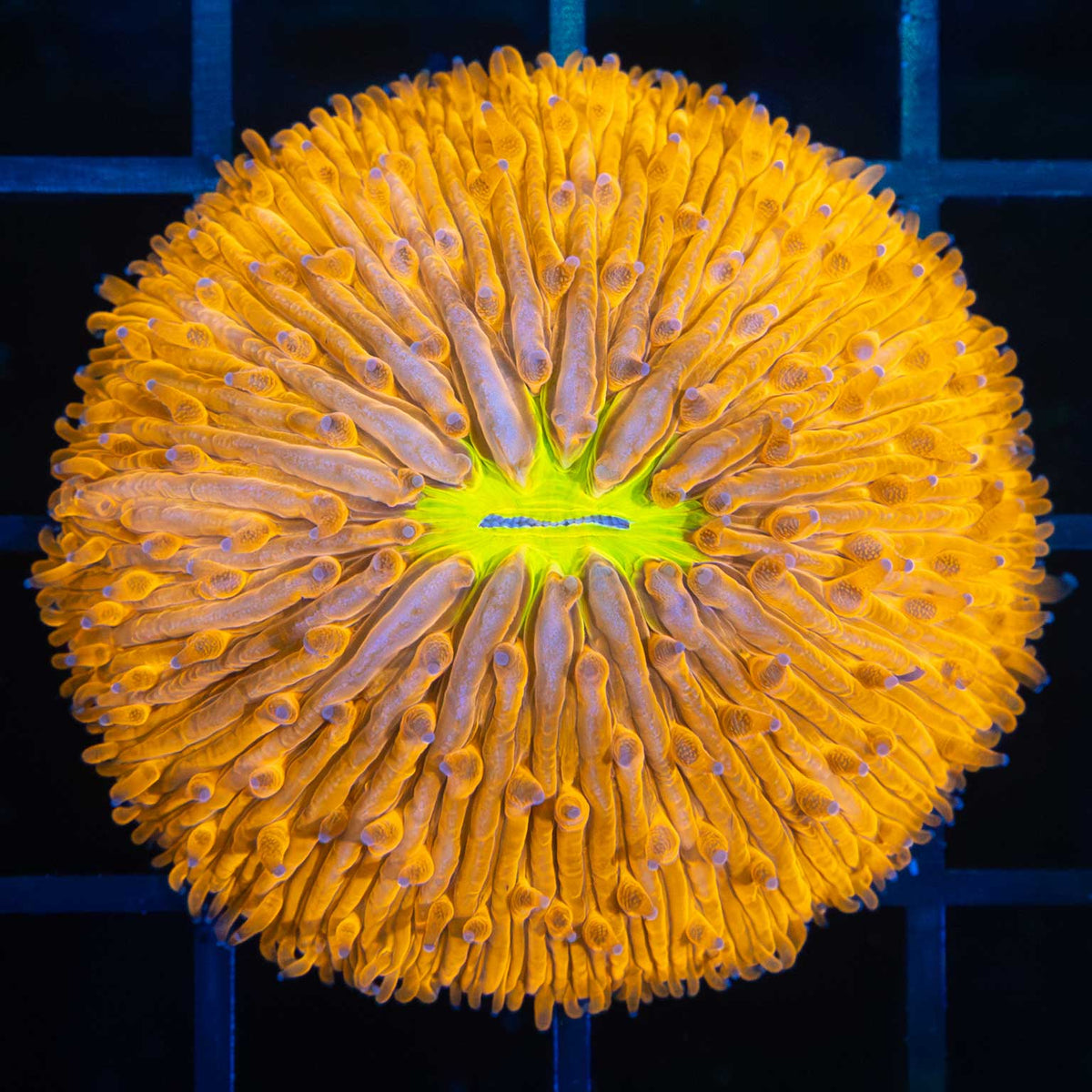 Medium Orange Plate Coral with yellow mouth