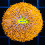 Medium Orange Plate Coral with yellow mouth
