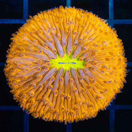Medium Orange Plate Coral with yellow mouth