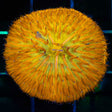 Orange Plate Coral with Yellow Mouth