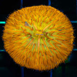 Orange Plate Coral with Yellow Mouth