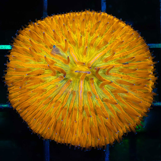 Orange Plate Coral with Yellow Mouth