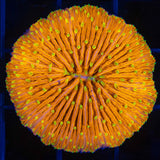 Orange plate coral yellow tentacles