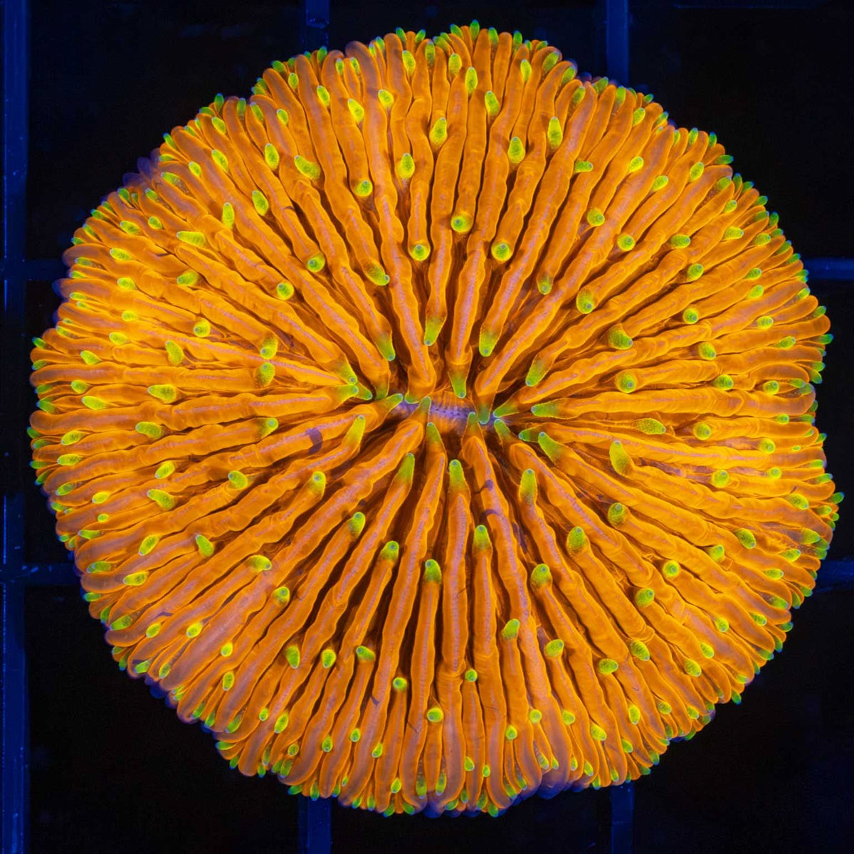 Orange plate coral yellow tentacles