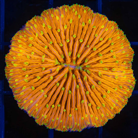 Orange plate coral yellow tentacles