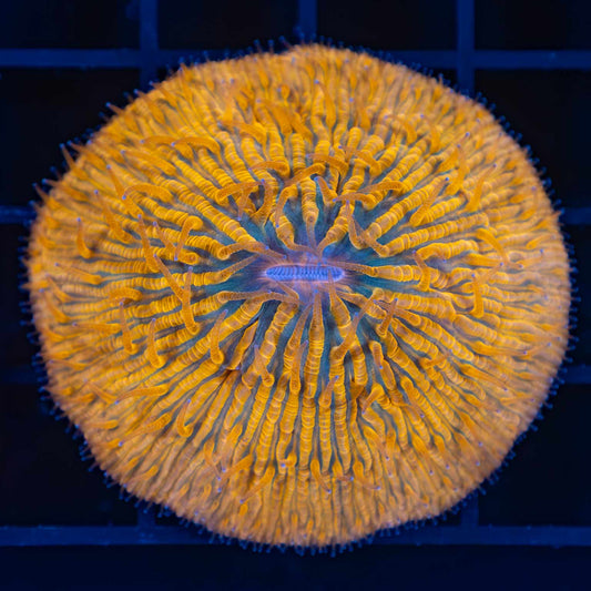 Neon Orange and Teal Plate Coral 2"