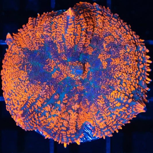 XL Orange Purple Blue Rhodactis