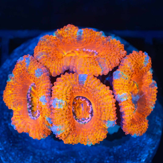 Orange Acan (4p)