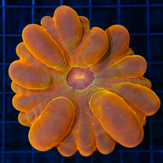 Orange Red Yellow Cynarina 3.5"