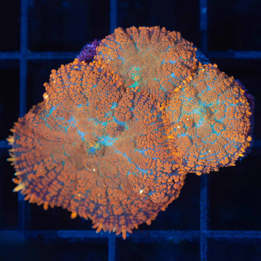 3 Orange Rhodactis Mushroom Corals