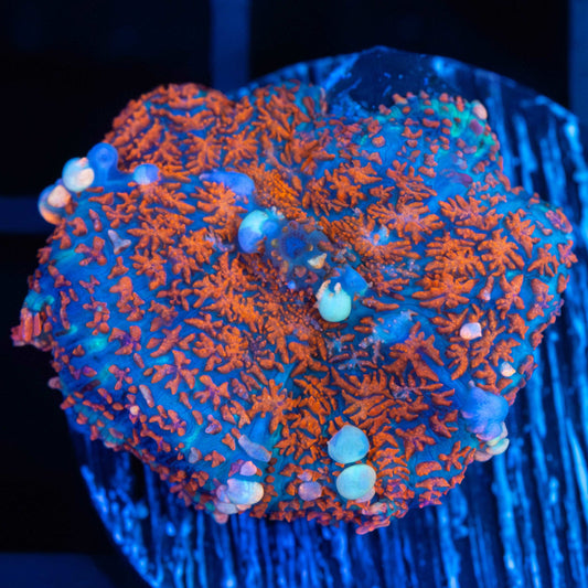 Blue and Orange Bounce Mushroom