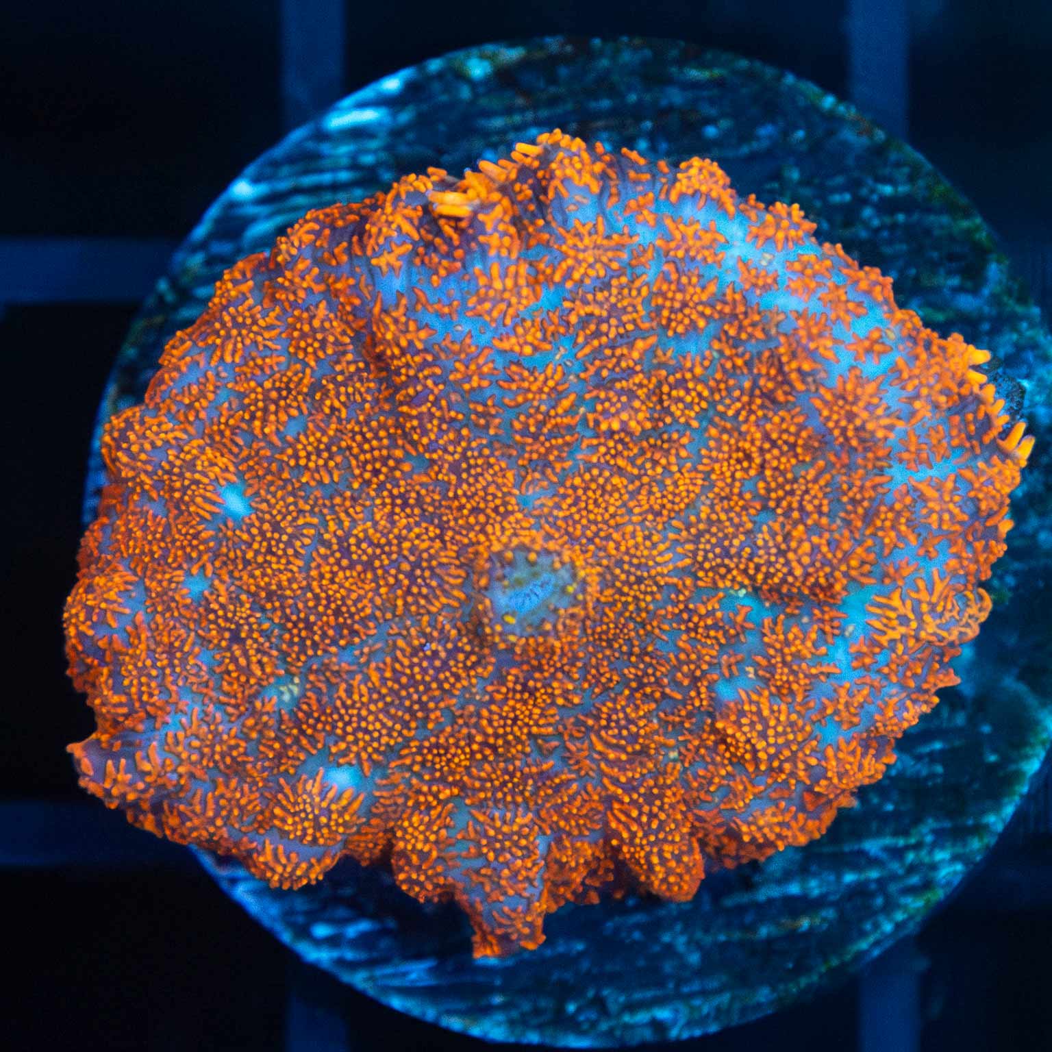 Orange Rhodactis