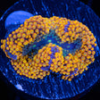 Orange Ricordea Mushroom