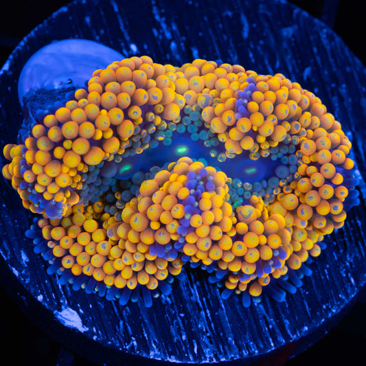 Orange Ricordea Mushroom