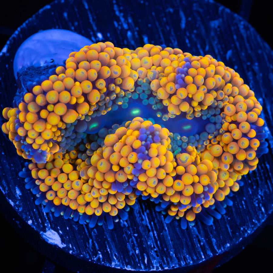 Orange Ricordea