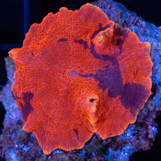 Large Orange Rim Deadpool Mushroom Coral 
