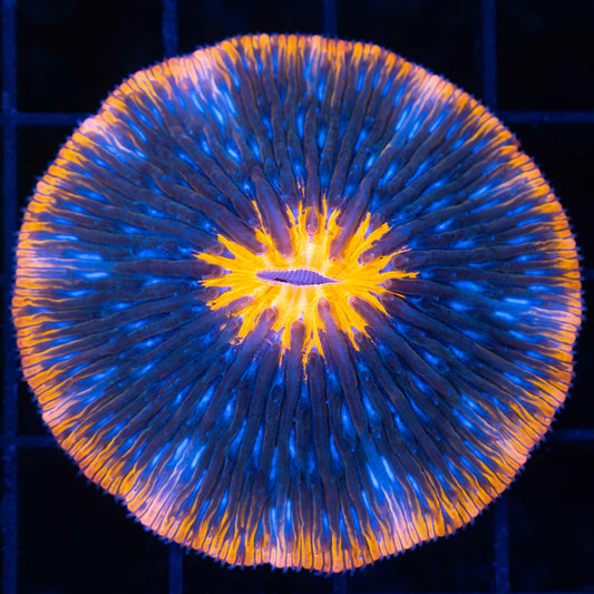 Orange Blue Plate Coral 2.25"