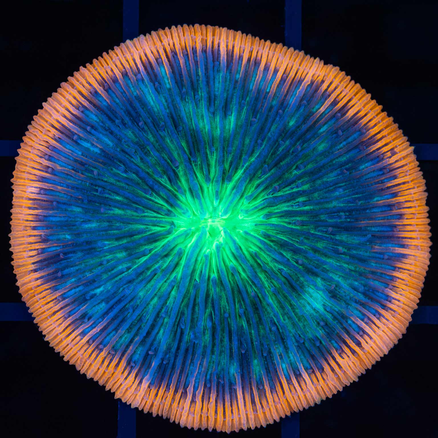neon orange rim plate coral