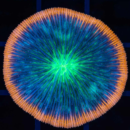 neon orange rim plate coral