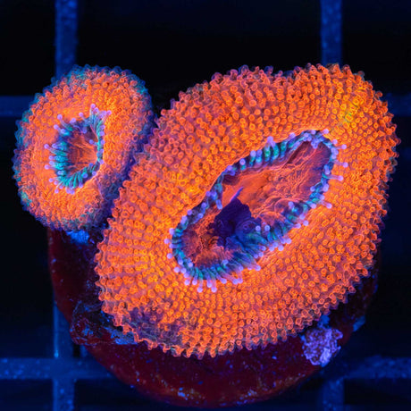 Orange Splatter Acan