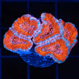 orange acan coral