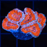 orange acan coral